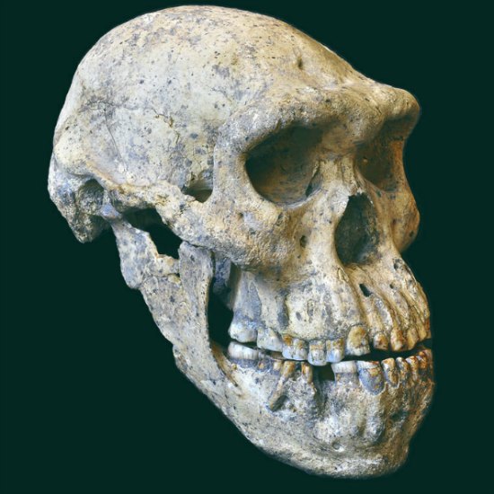 Dmanisi Skull 5