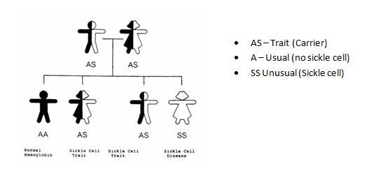 Sickle Cell Inheritance Diagram