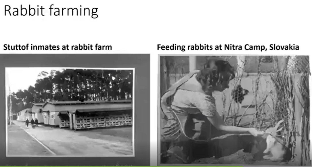 Screenshot 11feeding rabbs