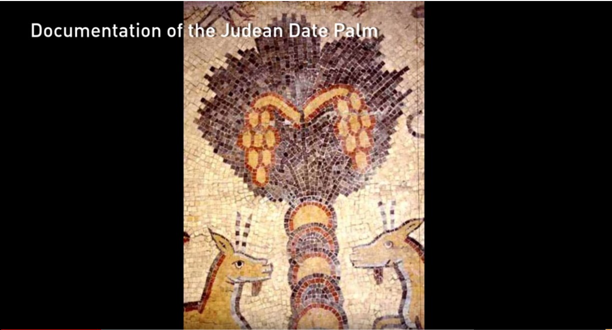 Screenshot 12000 years date palms