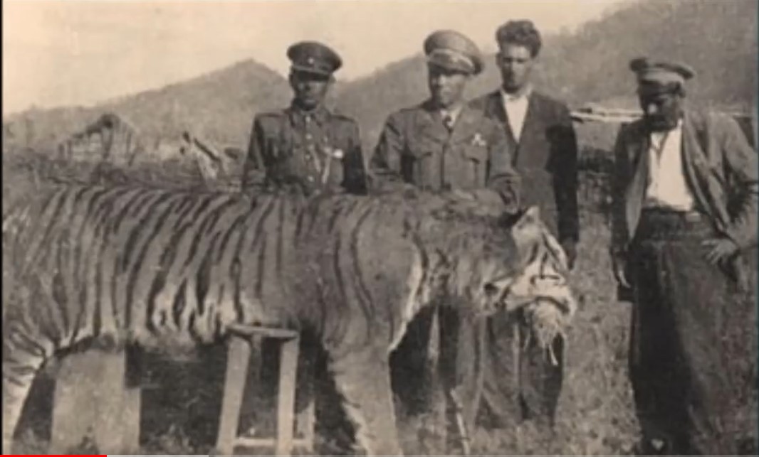 Screenshot 1big lion mh