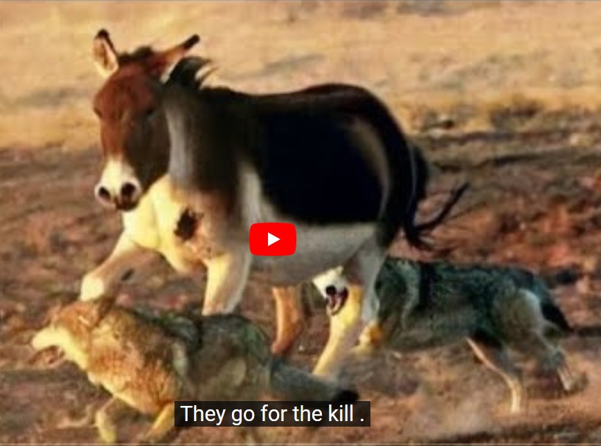 Screenshot 1donkey wonfs