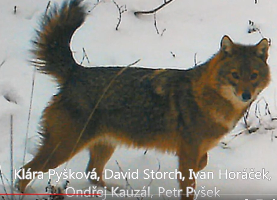 Screenshot 1jackals in europe