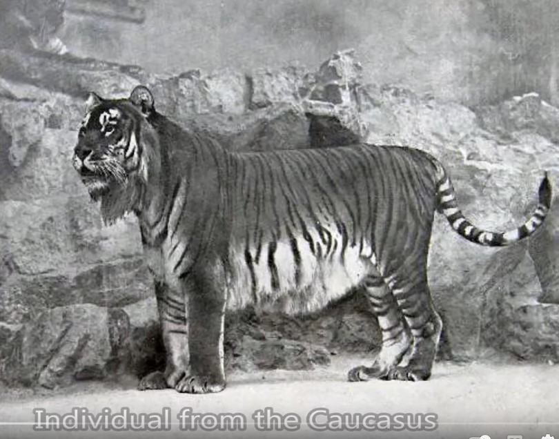 Screenshot 1lion from r
