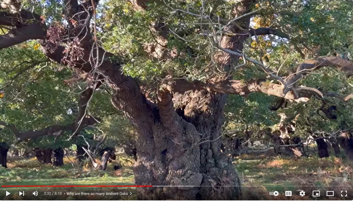 Screenshot 1oak forest in b