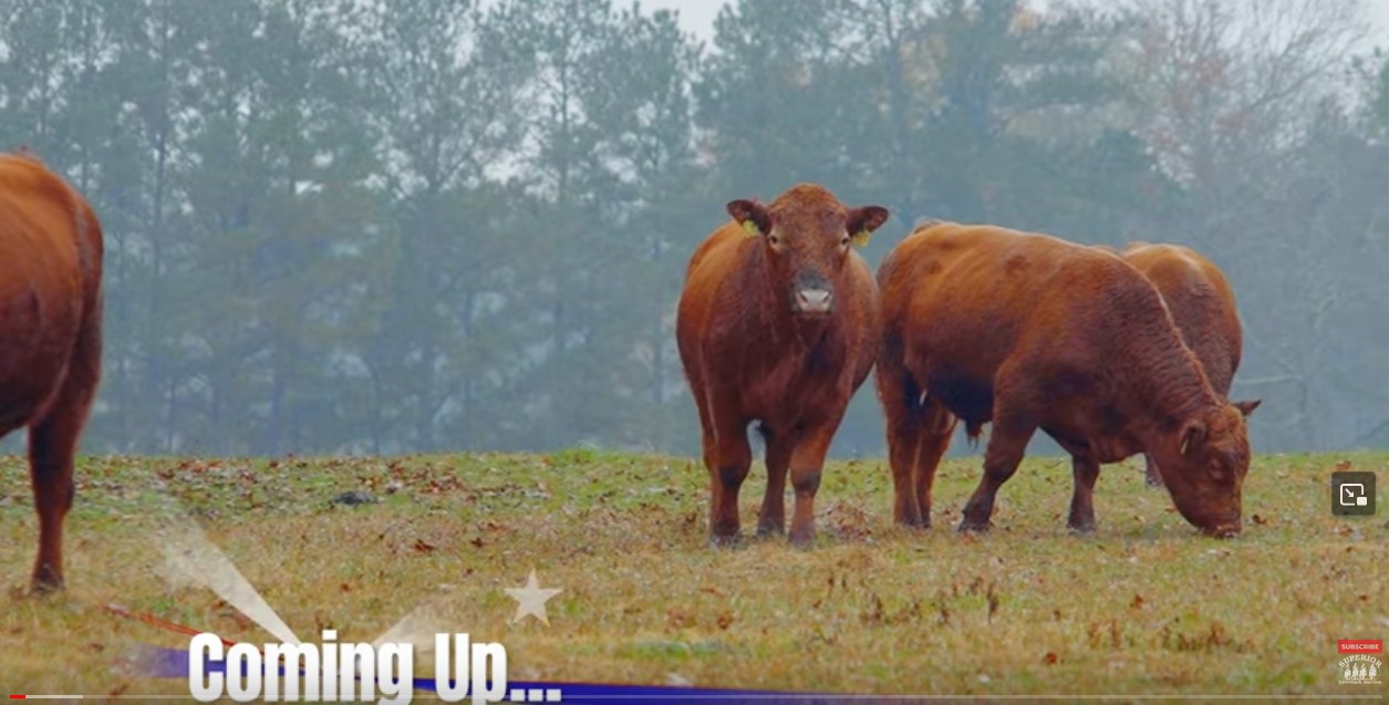 Screenshot 1red angus video n