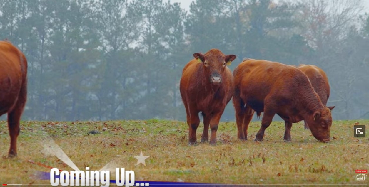 Screenshot 1red angus video n