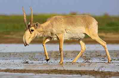 Screenshot 1saiga2