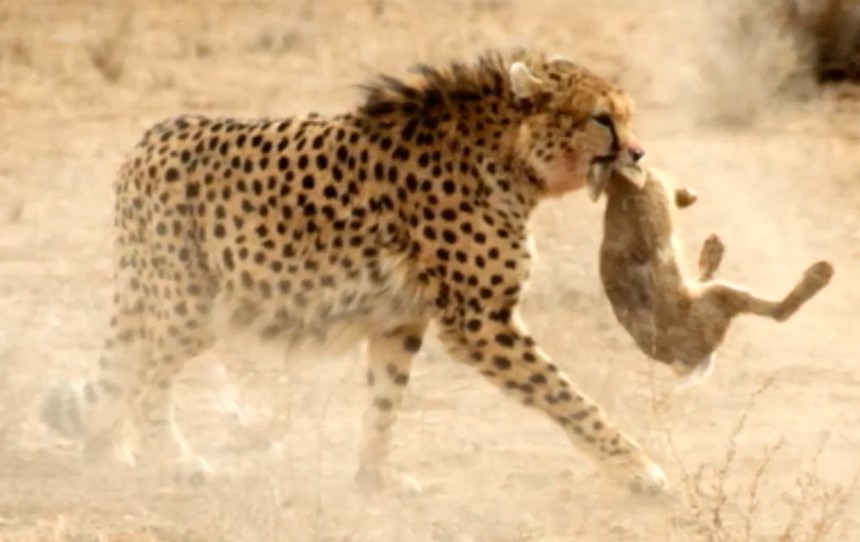 Screenshot 1sheaters
