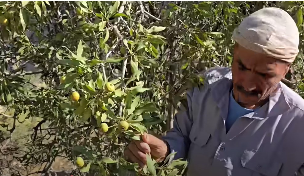 Screenshot 1small pears