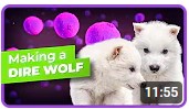 Screenshot 2dire wolves