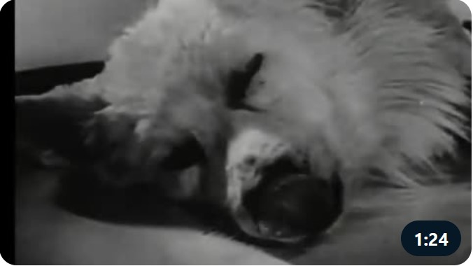 Screenshot 4dog head alive