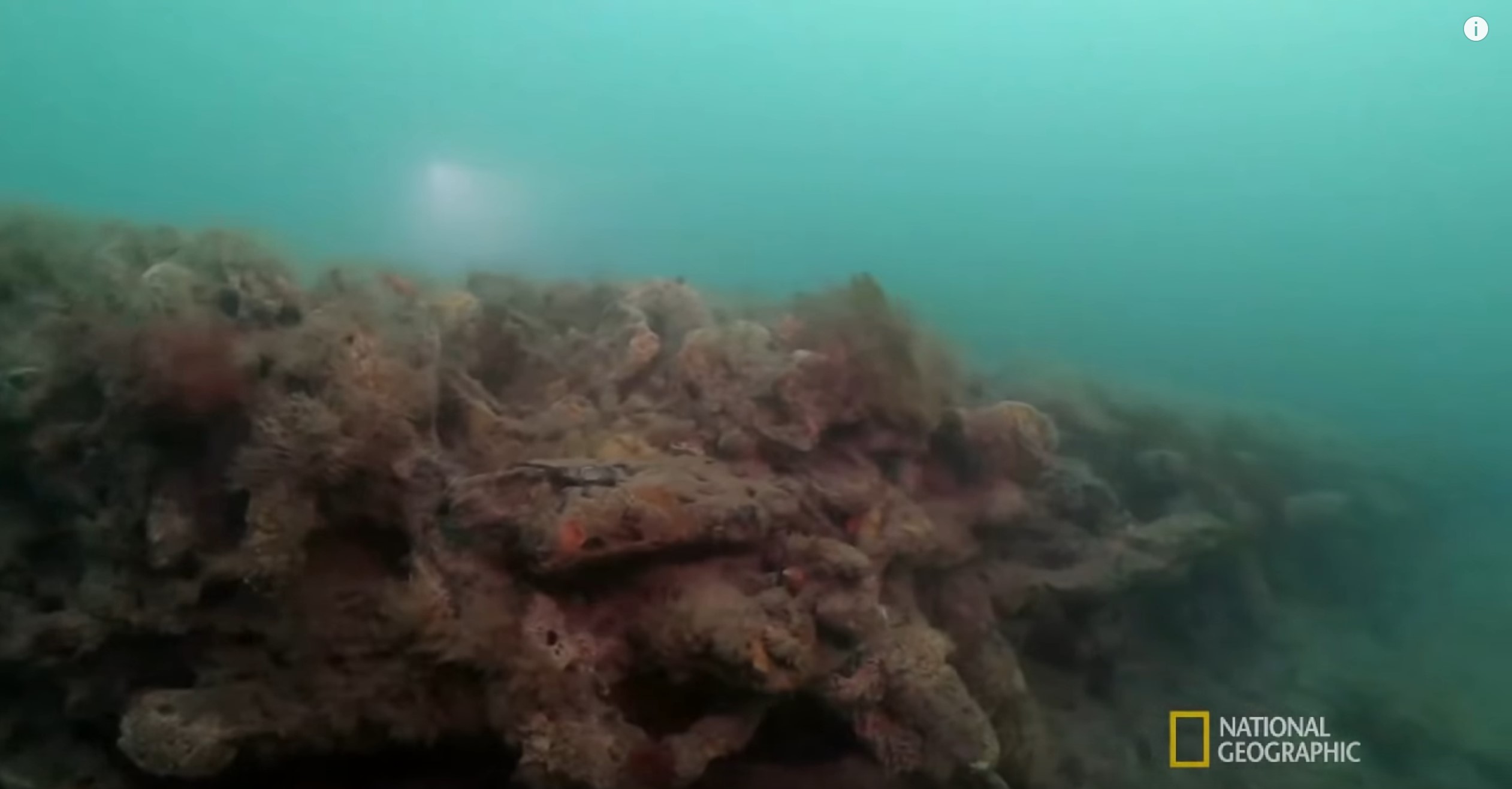 Screenshot 7underwater timber