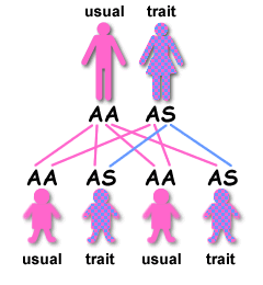 Understanding inheritance of sickel cell