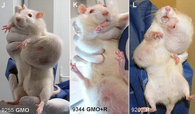 Rats GMO experiements
